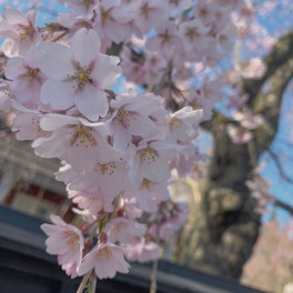 新年度のはじまり